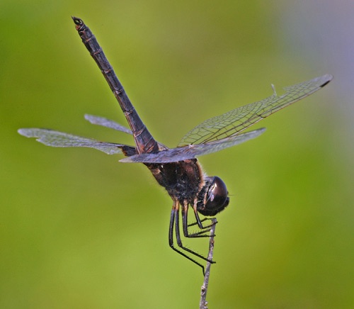 Male
2005_07_07_FL